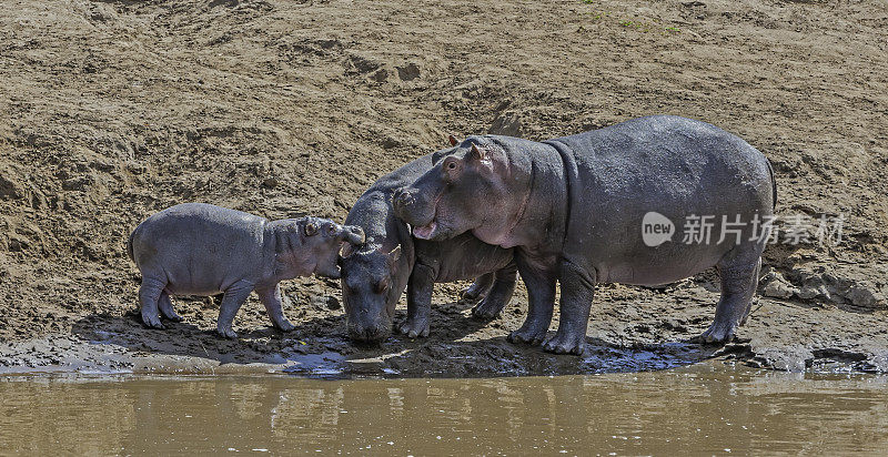 河马(hippopotamus amphibius)，又称河马，是一种大型食草哺乳动物。肯尼亚马赛马拉国家保护区。河马妈妈和小河马离开了水。